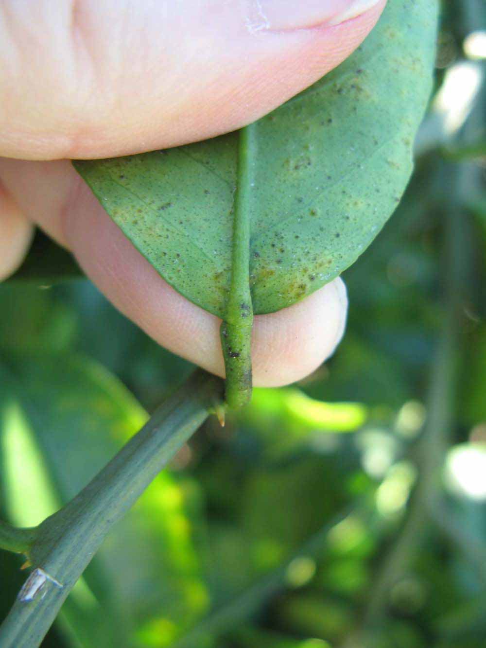              Petiole (Winter Haven, FL)       